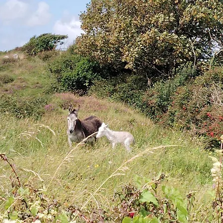 Privatunterkunft Ballyconneely House Galway